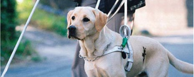 导盲犬为什么不能生育 导盲犬非常值得尊敬！