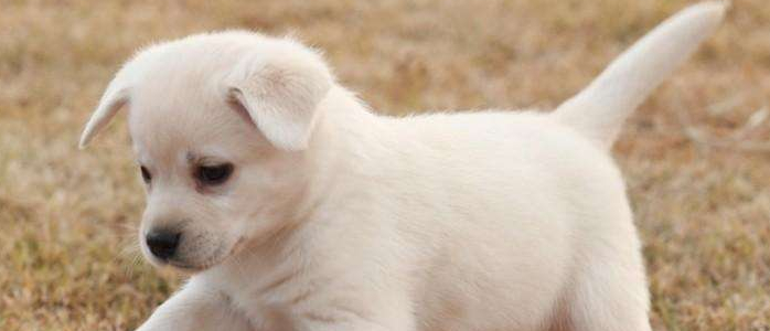 小白狗是什么品种 看看都有哪些小白狗