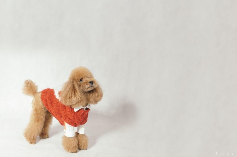 聪明优雅的法国国犬贵宾犬漂亮动物图片