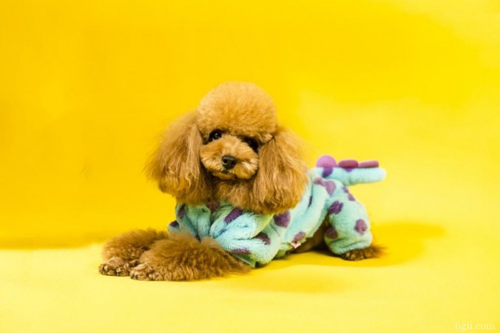 聪明优雅的法国国犬贵宾犬漂亮动物图片