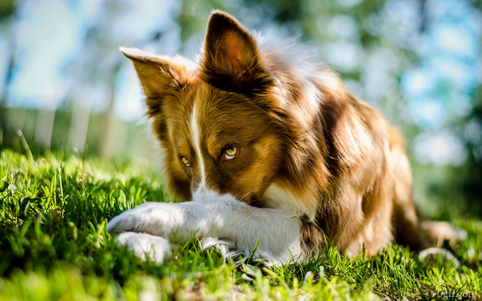绿色草地上奔跑的可爱狗狗高清图集