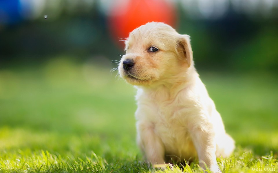 绿色草地上可爱的狗狗图片