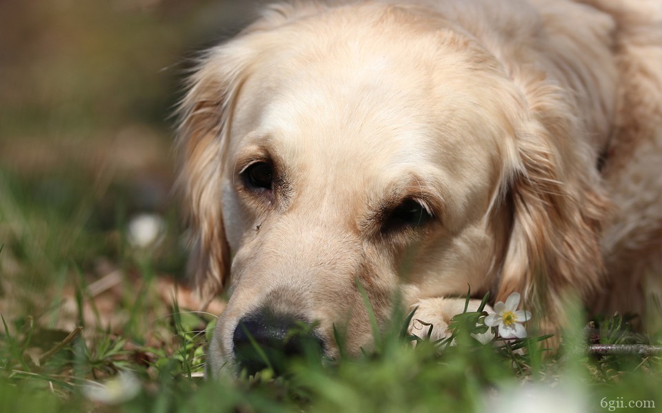 绿色草地上可爱的狗狗图片