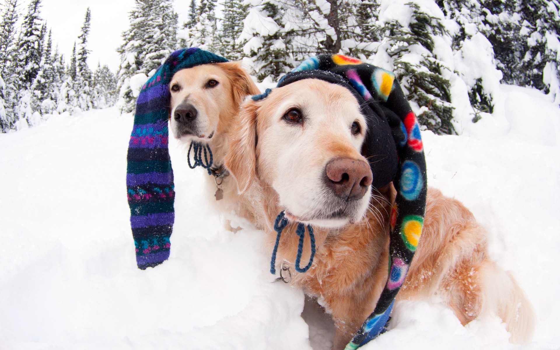 雪地里可爱狗狗高清图片大全