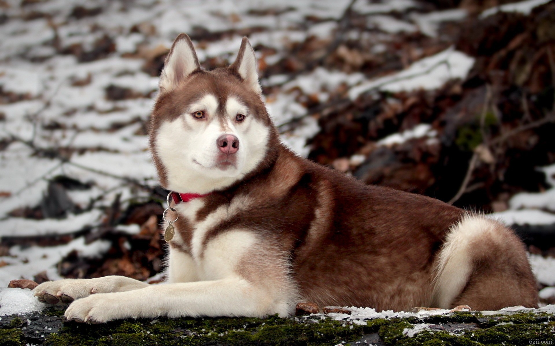 雪地里可爱狗狗高清图片大全