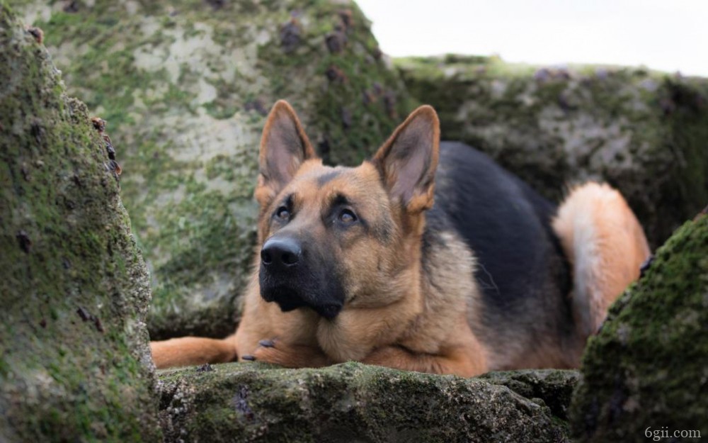 忠诚可靠的德国牧羊犬高清摄影图片