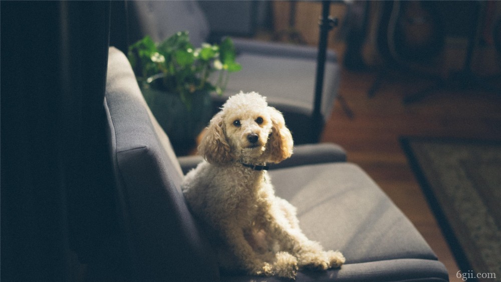 坐在沙发上望着你的狗狗摄影图片