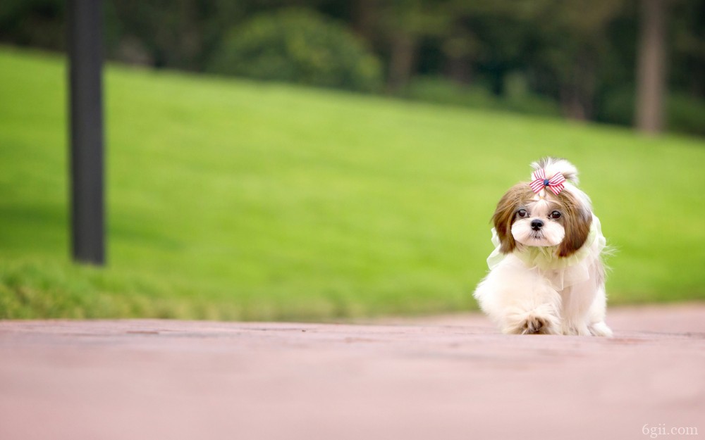 小巧可爱的小型宠物狗摄影图片