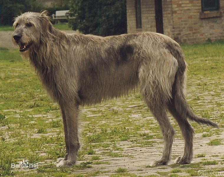 世界上最高大的狗爱尔兰猎狼犬动物图片