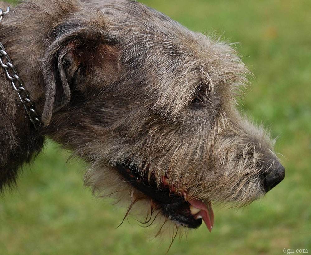 世界上最高大的狗爱尔兰猎狼犬动物图片
