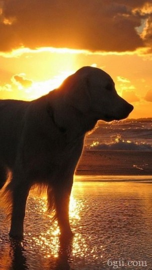 最常见的家犬之一金毛寻回犬动物图片
