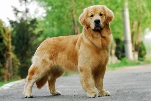 最常见的家犬之一金毛寻回犬动物图片