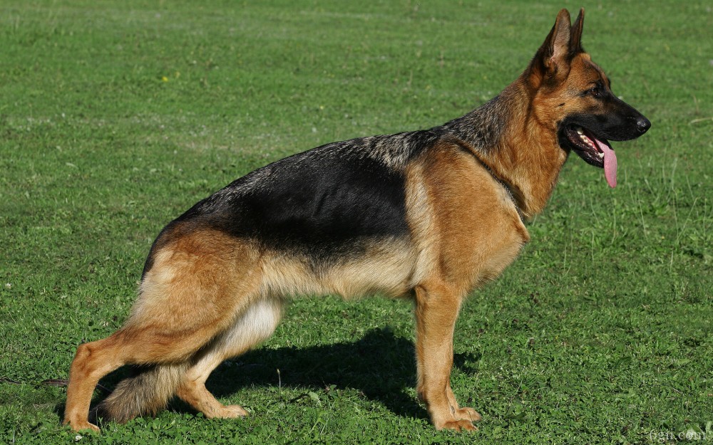 德国黑背犬高清图片 十二生肖狗图片