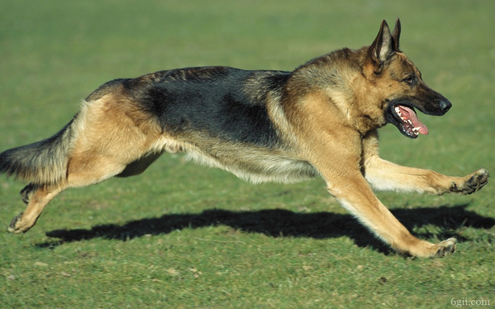 德国黑背犬高清图片 十二生肖狗图片