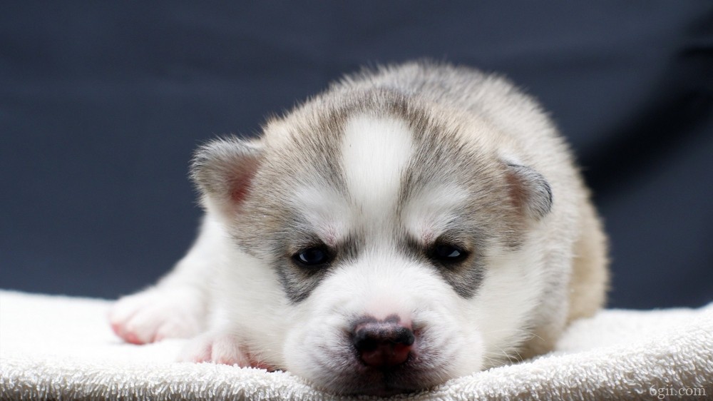 流行于全球的宠物犬哈士奇漂亮动物图片