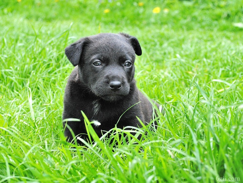 可爱的黑狗图片