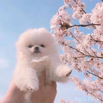 樱花树下的小狗