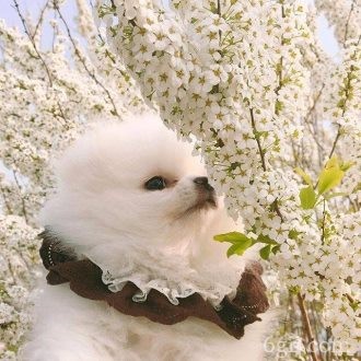 樱花树下的小狗