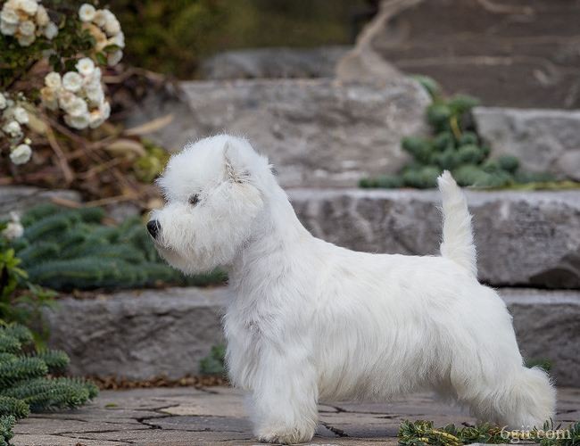 西高地白梗图片 狗图片 动物图片 小型犬