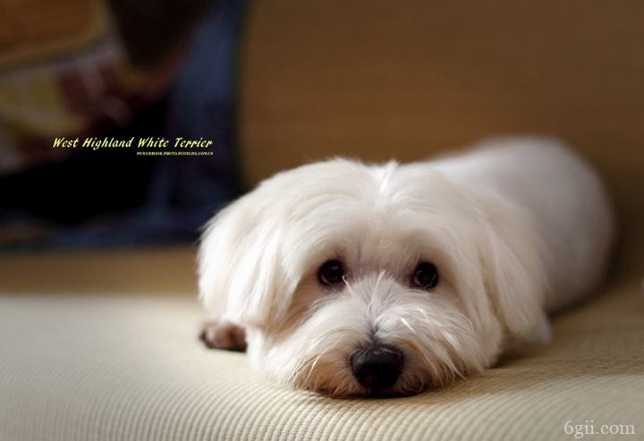 西高地白梗图片 狗图片 动物图片 小型犬