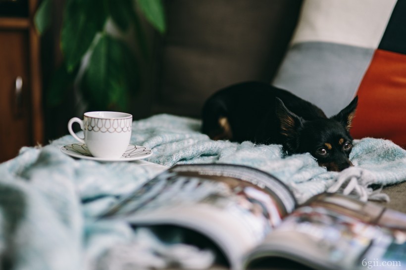 沙发上的杂志和小狗的图片