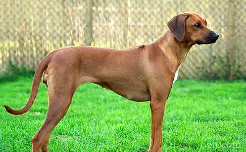罗得西亚脊背犬图片 动物狗图片 狩猎犬图片