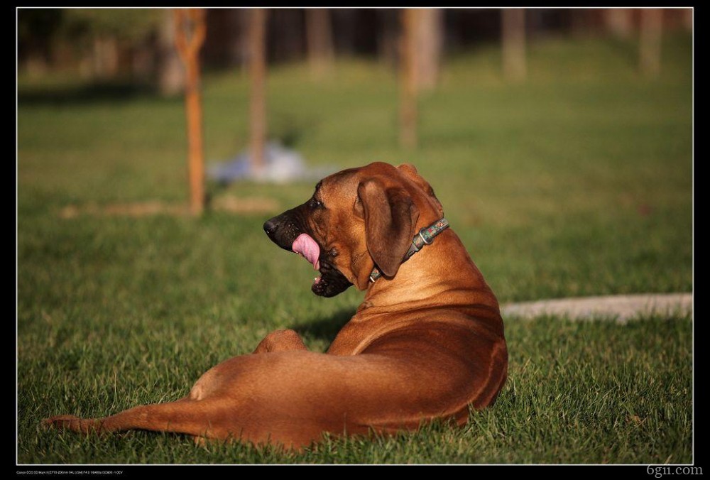 罗得西亚脊背犬图片 动物狗图片 狩猎犬图片