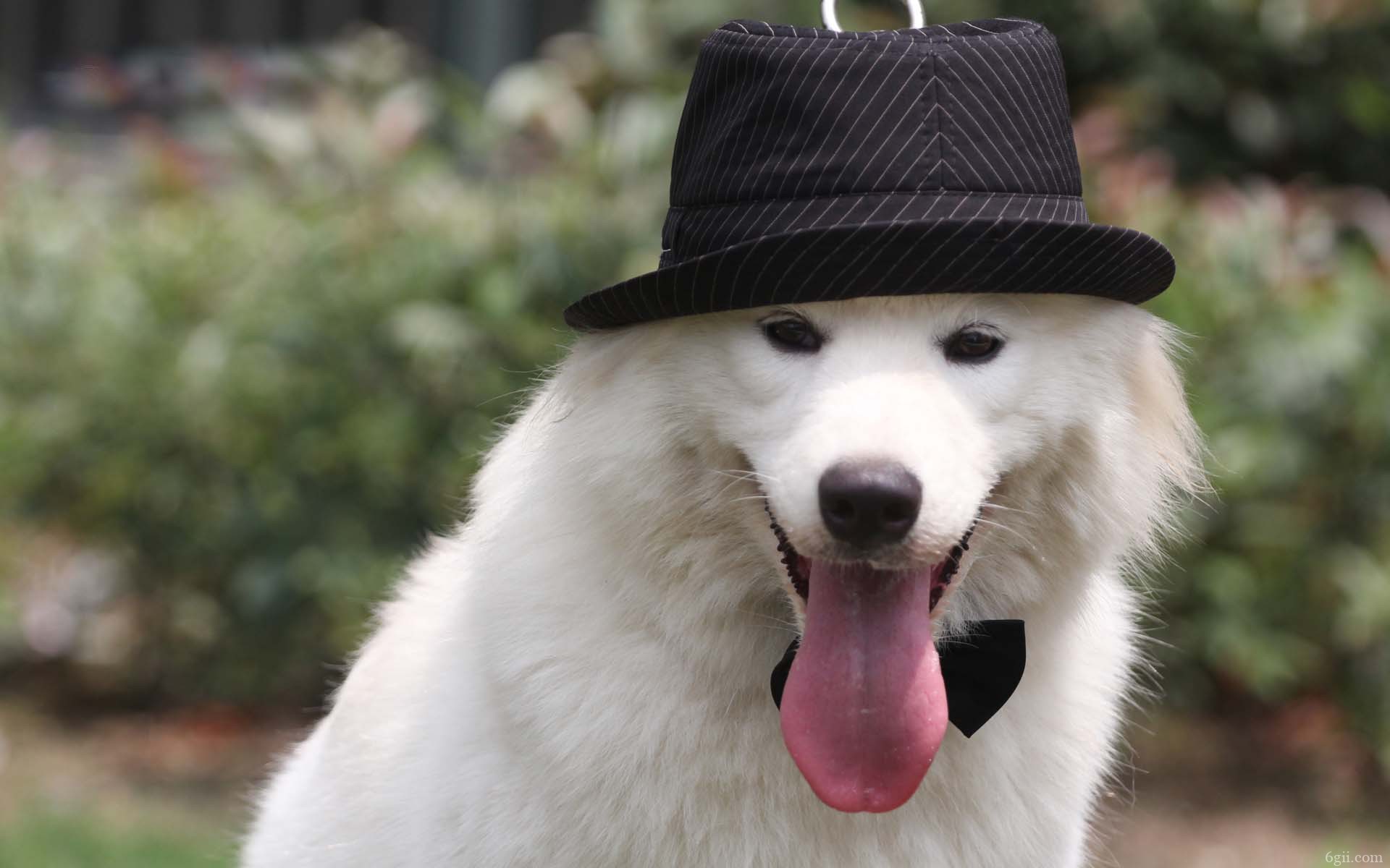 二货萨摩耶犬高清动物图片
