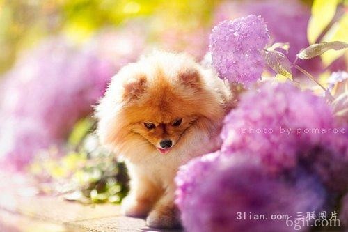 Pomeranian博美犬