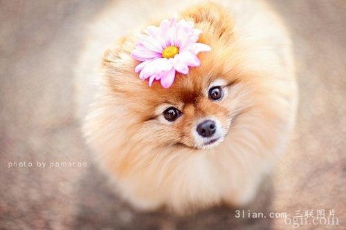 Pomeranian博美犬