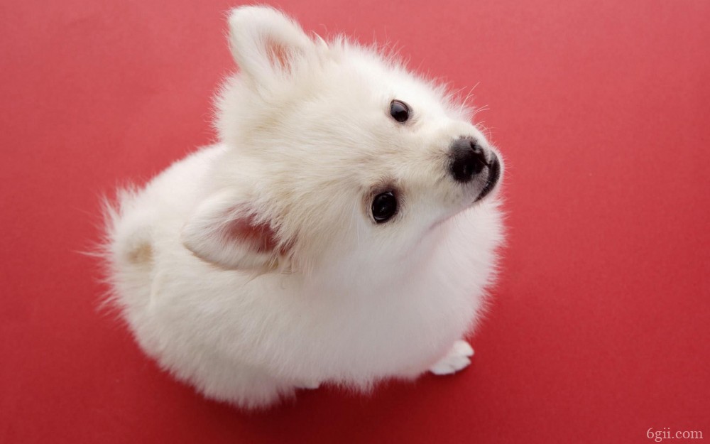 个子娇小的哈多利系博美犬动物图片真实大全
