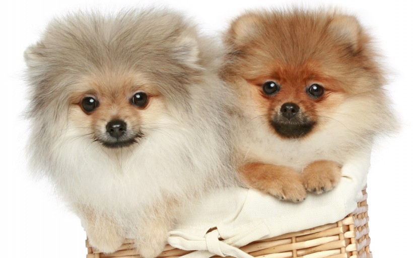 体型小巧可爱的哈多利系博美犬动物图片