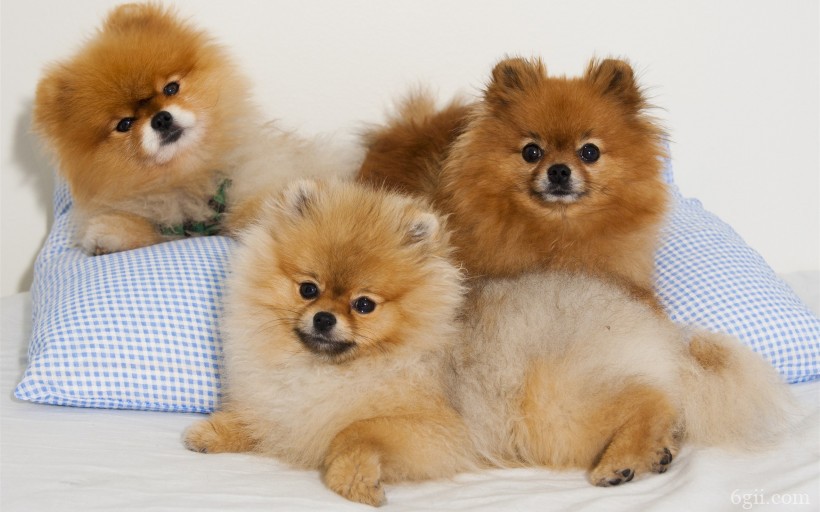 体型小巧可爱的哈多利系博美犬动物图片