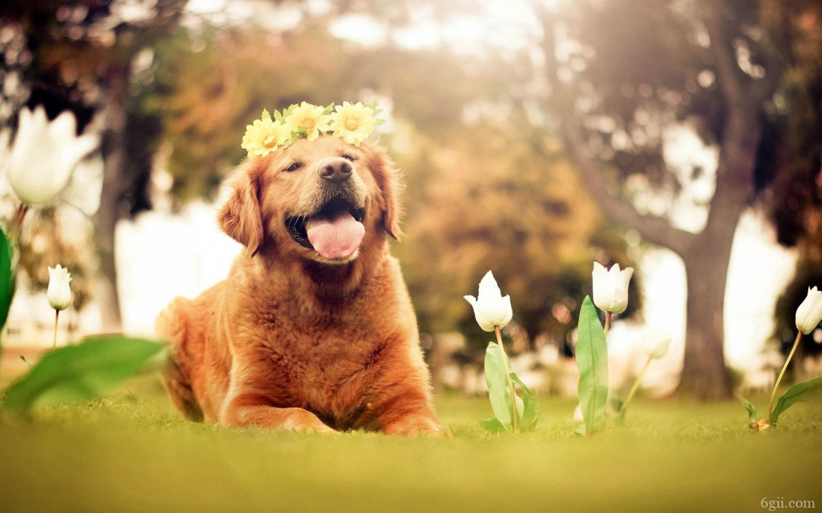 可爱的狗狗微笑图片