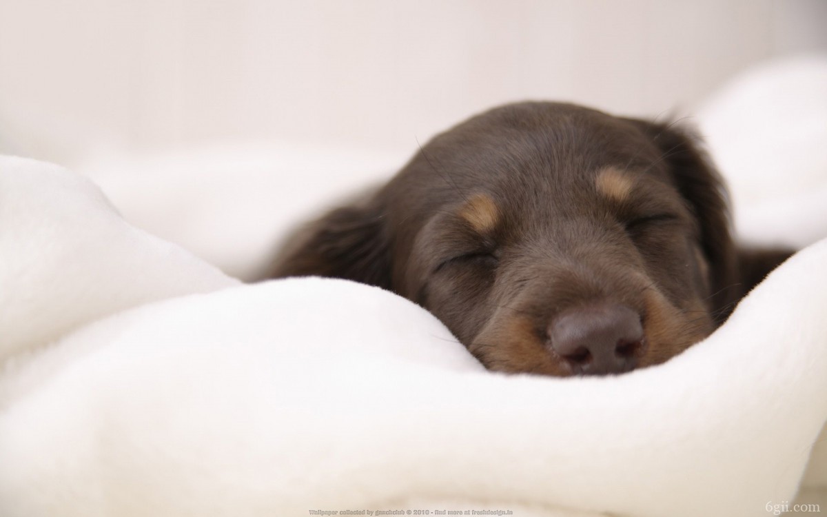 睡梦中可爱的小狗图片