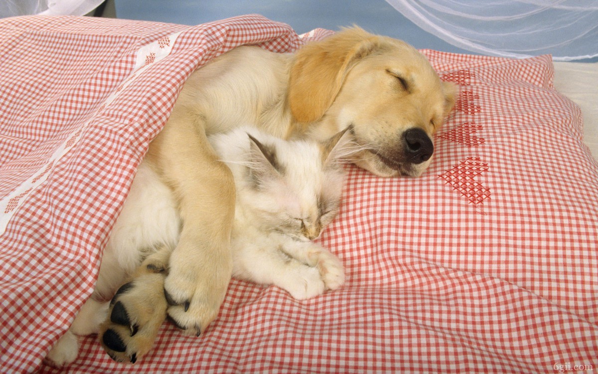 睡梦中可爱的小狗图片