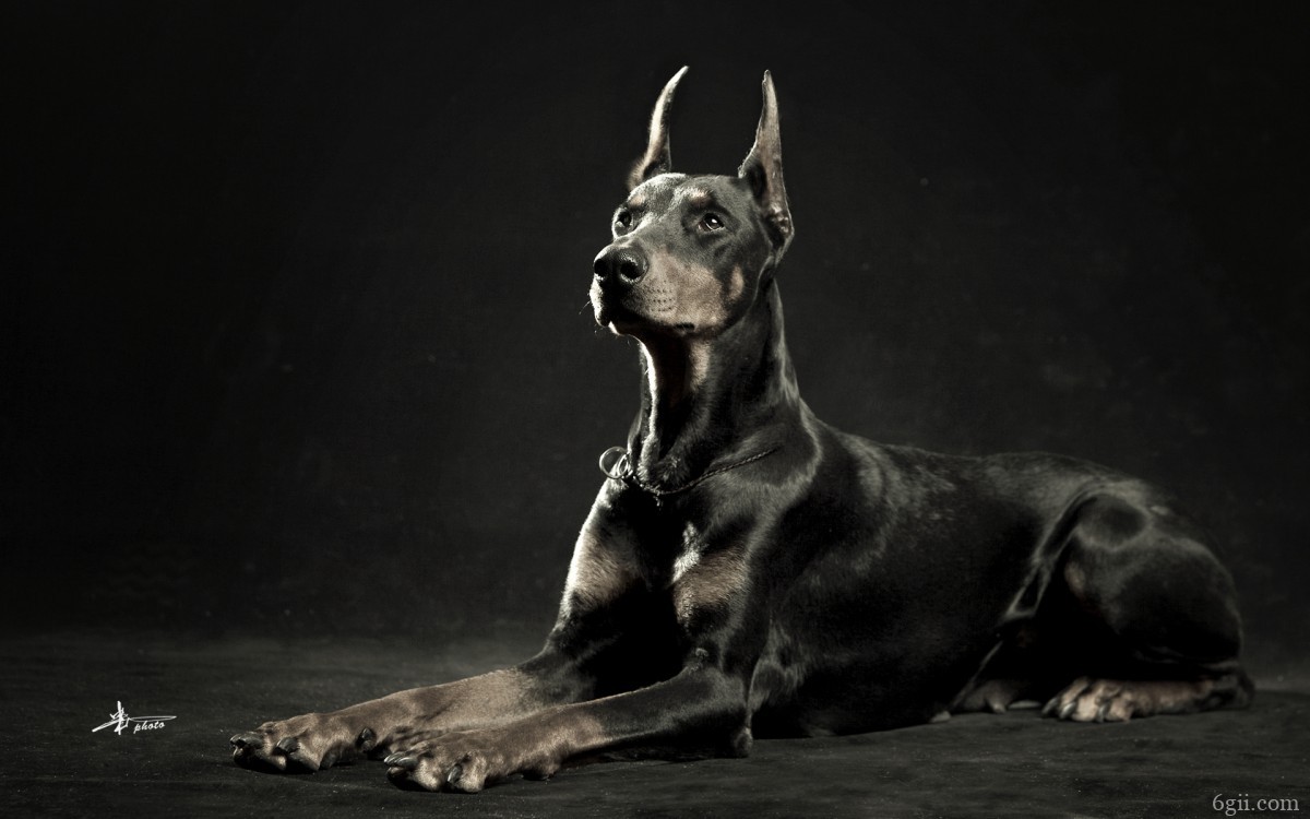 德国杜宾犬图片