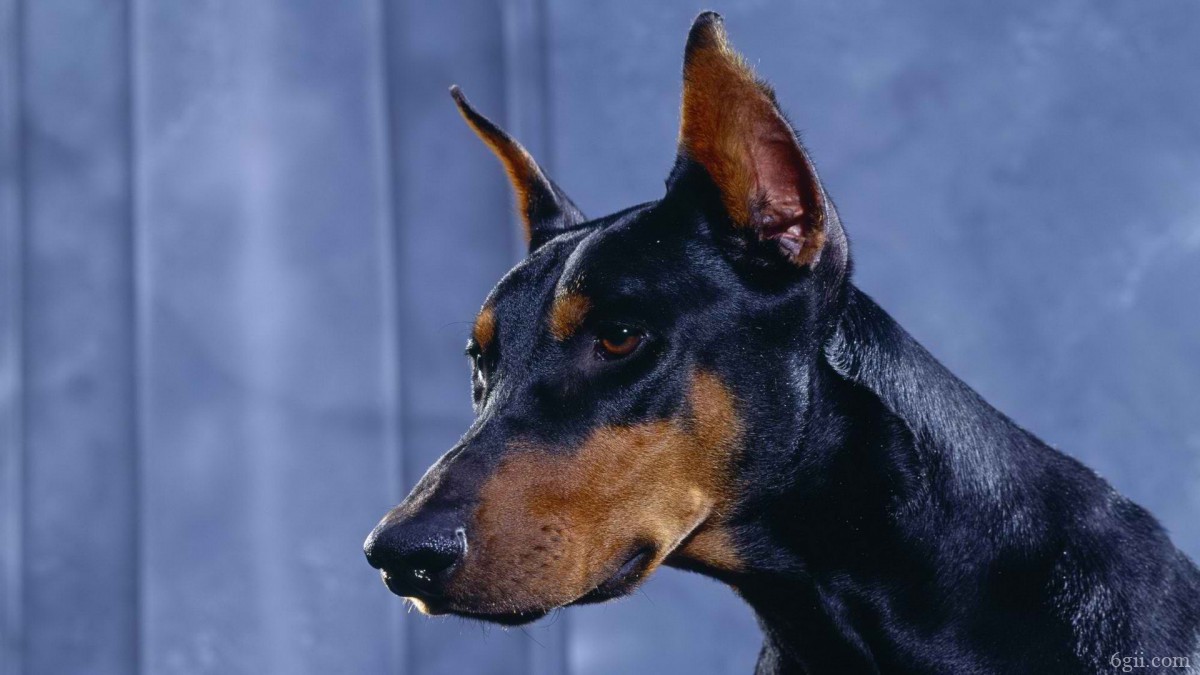 德国杜宾犬图片