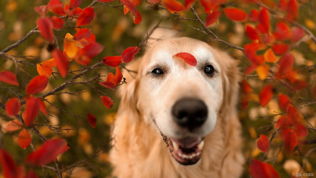 秋天可爱的萌狗狗图片