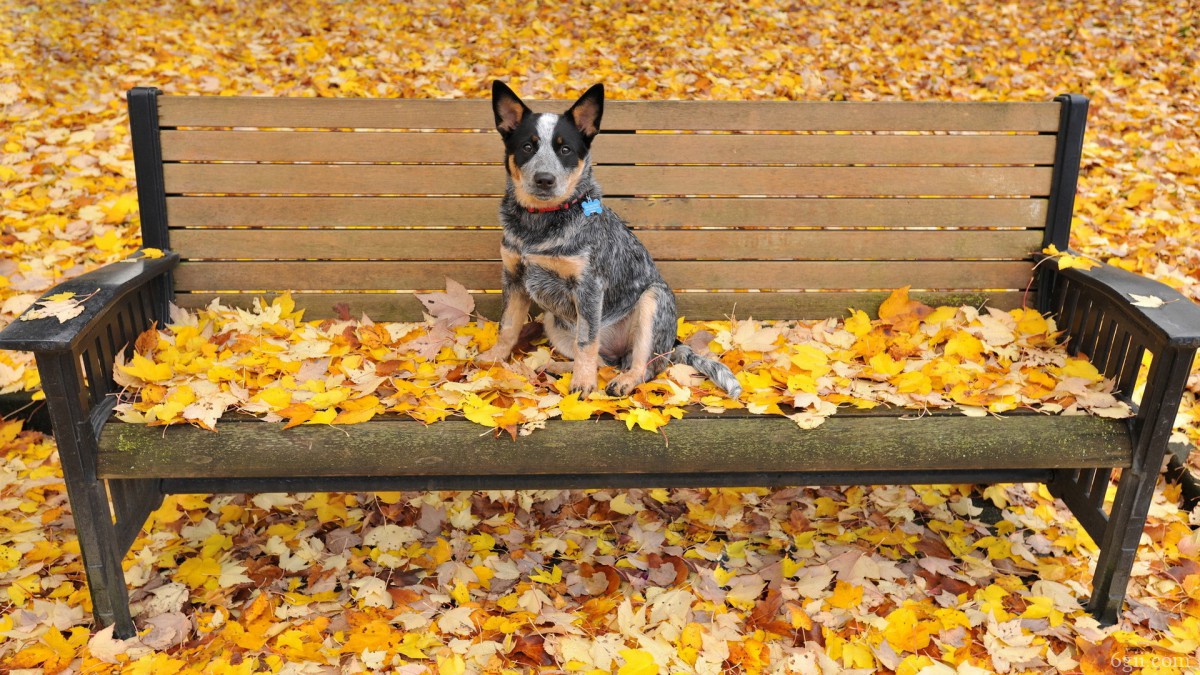 秋天可爱的萌狗狗图片