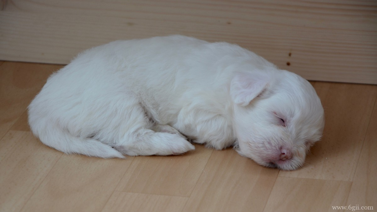 白色金毛犬图片