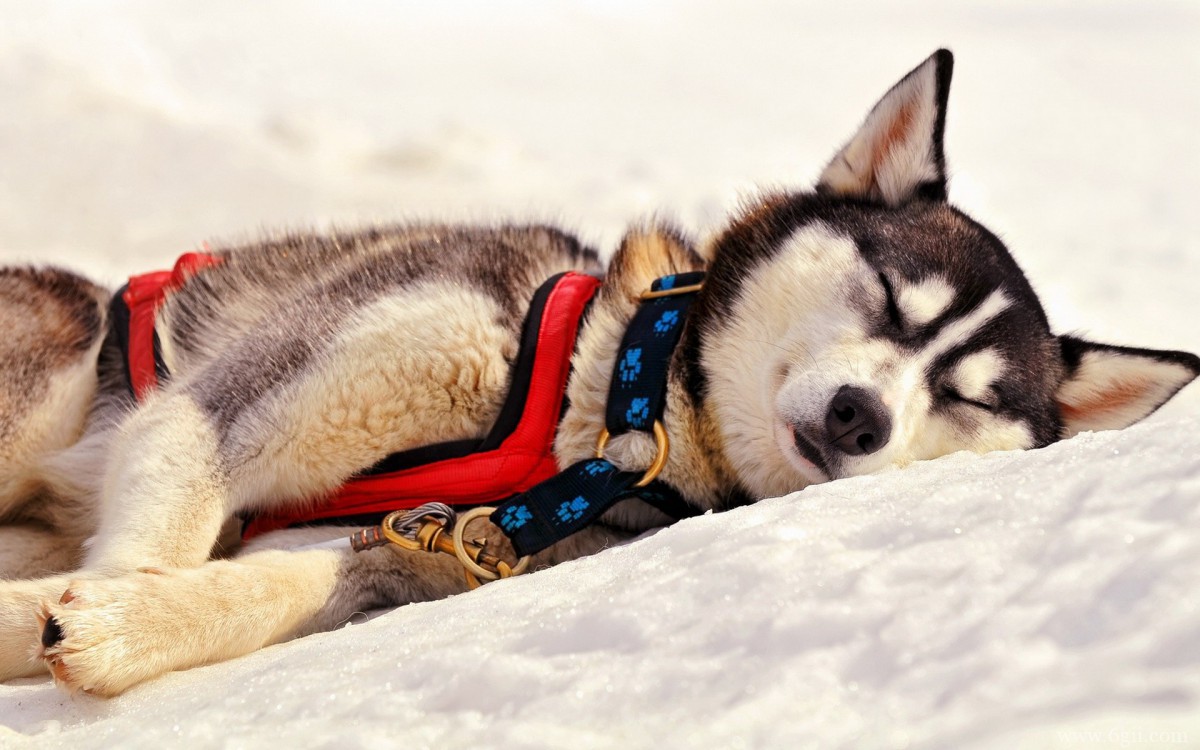 阿拉斯加雪橇犬图片壁纸 第一辑