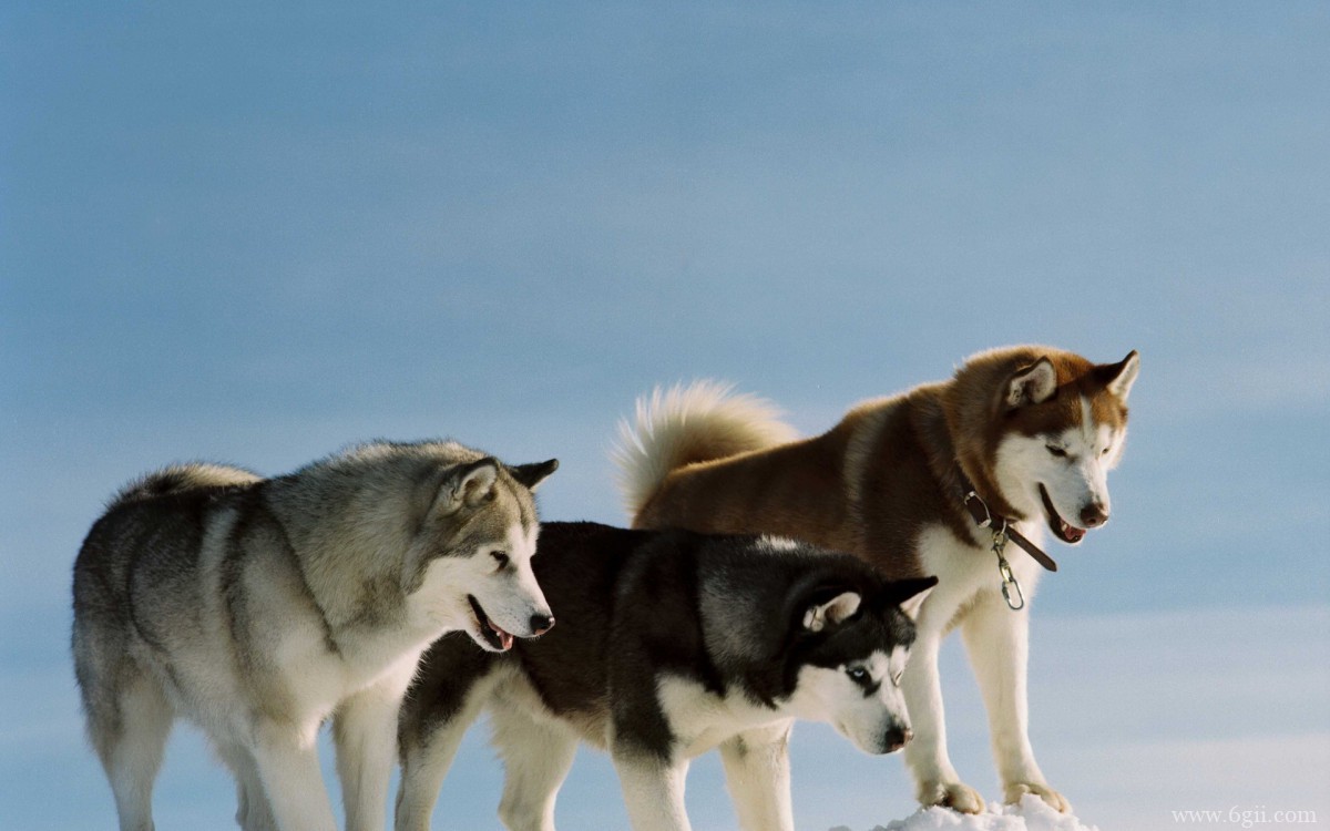 阿拉斯加雪橇犬图片壁纸 第一辑