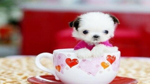小小的茶杯犬值得拥有更多的爱惜