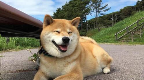 与秋田犬很象的还会微笑的柴犬要怎么来养呢