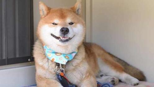 与秋田犬很象的还会微笑的柴犬要怎么来养呢
