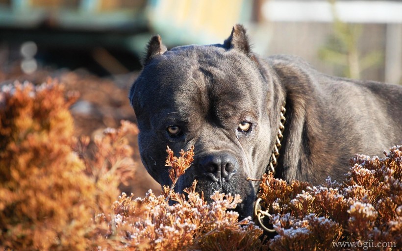 性情勇猛的狗的品种卡斯罗高清动物图片