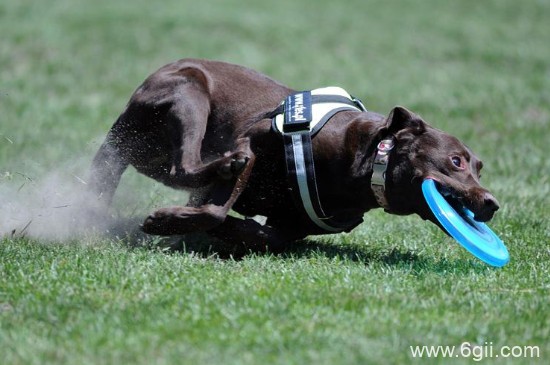 如何训练狗狗接飞盘，飞盘狗训练的方法与技巧