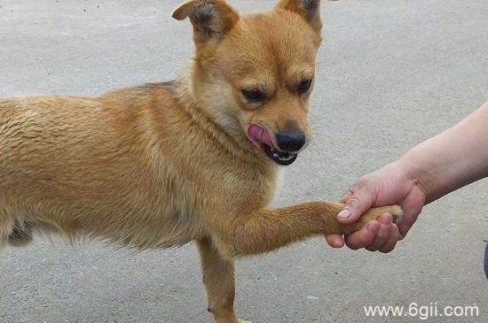 怎么教狗狗握手