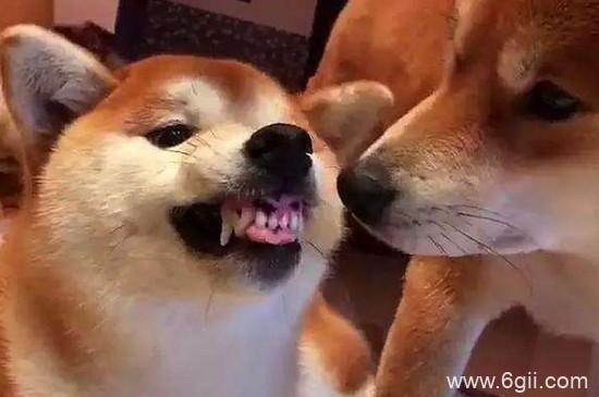 柴犬为什么喜欢龇牙